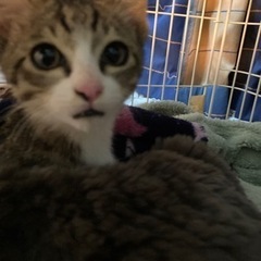 可愛い子猫の里親募集です