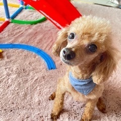 トイプードルちゃん9歳