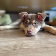 家族が決まりました🐶ハスキーみたいな目の「つくね」くん♂🐶🤎