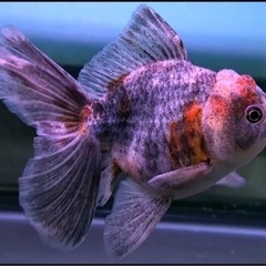 金魚　五色銀鱗オランダ　13センチ程の画像