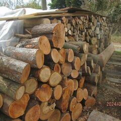 白樫、ケヤキの生原木、薪ストーブ、焚火に、チェンソー必要！の画像