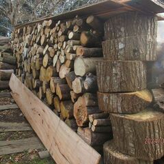白樫、ケヤキの生原木、薪ストーブ、焚火に、チェンソー必要！の画像