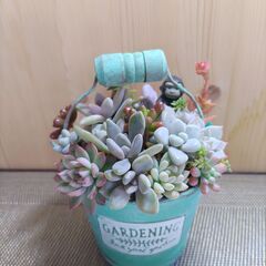 取引中…★多肉植物寄せ植え 119★