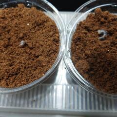 【お年玉】ギラファノコギリクワガタ幼虫