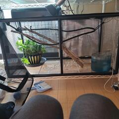 カメレオン飼育セット