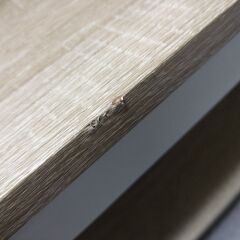 1200w コーヒーテーブル？　ローテーブル　白＆木目の画像