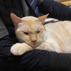 迷子の猫を探しています
