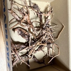 ブランチウッド　流木