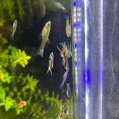 決まりました。熱帯魚　エンドラーズ　ライブベアラー　　グッピー
