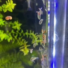 決まりました。熱帯魚　エンドラーズ　ライブベアラー　　グッピー
の画像