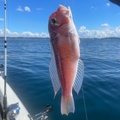 【明日🔰1月3日（水）沼津でボート釣り始めしませんか♪🛶】