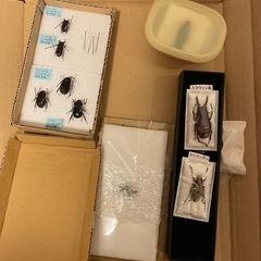 昆虫標本　カミキリムシ　タマムシ　