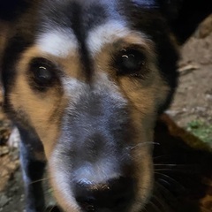 迷い犬　保護しています