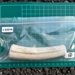 北海道エゾシカのツノ　犬用ガムの画像