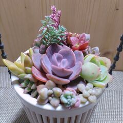 ★多肉植物寄せ植え 125★