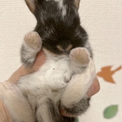 ネザーランドドワーフ(父)×ミニレッキス(母)の子ウサギ − 東京都