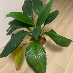観葉植物　スパティフィラム　センセーション