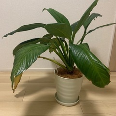 観葉植物　スパティフィラム　センセーションの画像