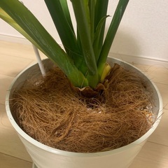 観葉植物　スパティフィラム　センセーションの画像