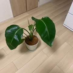 観葉植物　スパティフィラム　センセーションの画像