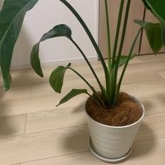 観葉植物　スパティフィラム　センセーションの画像