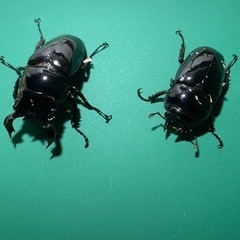 【最終値下】タランドゥスオオツヤクワガタ　ペア