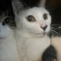メス猫　2歳　手術済み