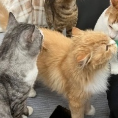 急募　保護猫カフェスタッフ募集の画像
