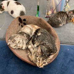 急募　保護猫カフェスタッフ募集の画像