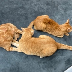 急募　保護猫カフェスタッフ募集の画像