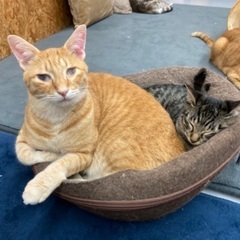 急募　保護猫カフェスタッフ募集の画像