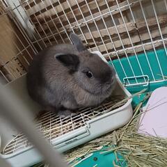 ネザーランドドワーフ