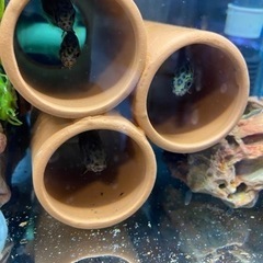(値下げ)レオパードクテノポマ　