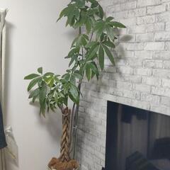 パキラ　観葉植物