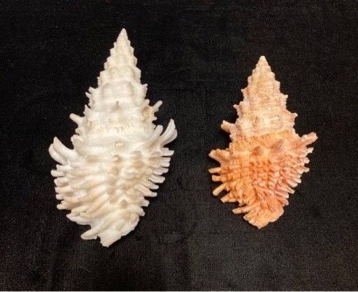 お年玉価格　コカネオニコブシガイ　送料込