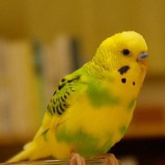 イエローグリーンのセキセイインコ