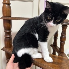しっぽくるりん💓