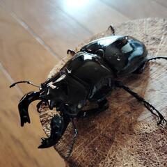 タランドゥスホワイトアイ♂79ミリ余品の画像