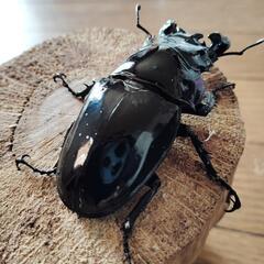 タランドゥスホワイトアイ♂79ミリ余品の画像