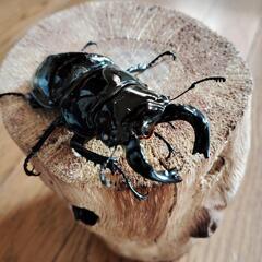 タランドゥスホワイトアイ♂79ミリ余品