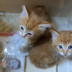 【予約はじめます】メインクーンの子猫