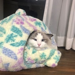 里親募集