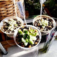【多肉植物】グラプトペタルム属『ミリナエ』子株付(MRN100)...