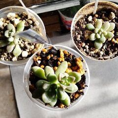 【多肉植物】グラプトペタルム属『ミリナエ』子株付(MRN100)／残4⇒2の画像
