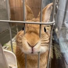 ネザーランドドワーフ2歳♂ うさぎくん🥰