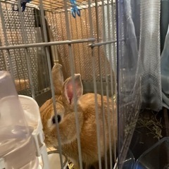 ネザーランドドワーフ2歳♂ うさぎくん🥰 - その他