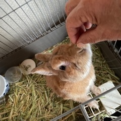 ネザーランドドワーフ2歳♂ うさぎくん🥰 − 東京都