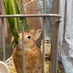 ネザーランドドワーフ2歳♂ うさぎくん🥰 - 里親募集