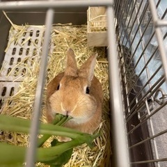 ネザーランドドワーフ2歳♂ うさぎくん🥰 - 多摩市