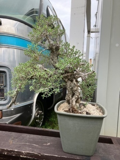 盆栽ハマシタン　ソテツ